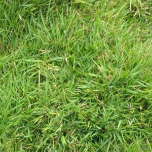 zoysia-matrella-grass