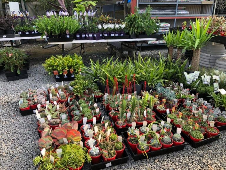 New plants just arrived CSG Landscapes and Garden Centre Capalaba